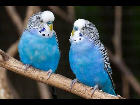A Tale of Two Parakeets | FamCraz